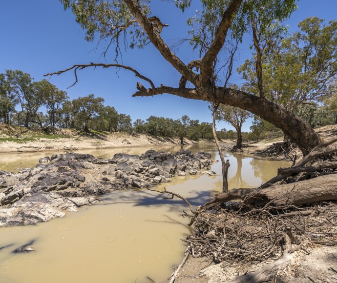 A large gum tree with a leaning trunk and sprawling branches overhangs a section of the Barwon-Darling watercourse, which is surrounded by rocky banks and scattered vegetation under a clear blue sky.