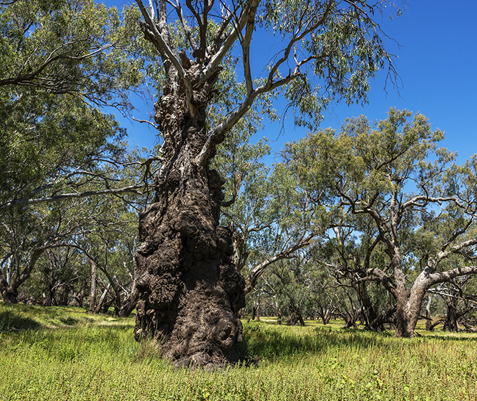 Large old dark knobbly River red gum tree (Eucalyptus camaldulensis) at Barwon Nature Reserve