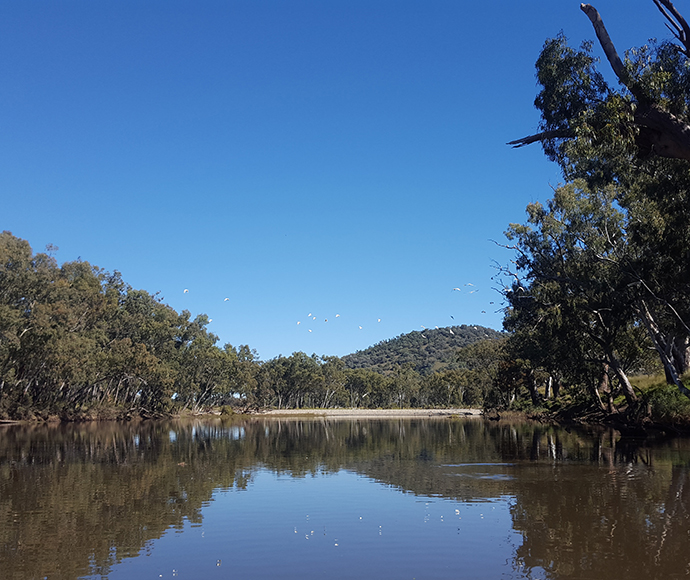 A tranquil scene of the Dumaresq River with clear water reflecting the blue sky, surrounded by dense bush on both banks. A flock of white birds is in mid-flight across the river, adding dynamic life to the serene landscape.