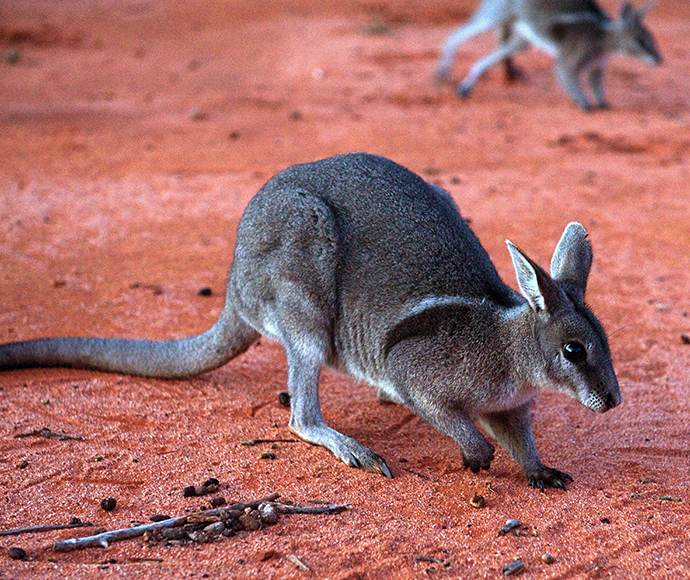 Bridled nailtail wallaby (Onychogalea fraenata), marsupial macropod