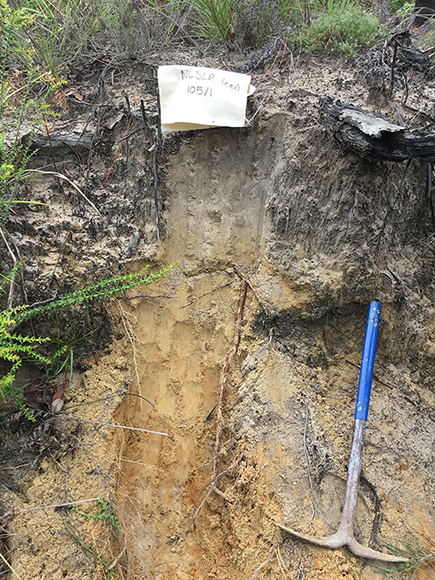 Soil profile, Brown-Orthic Tenesol, near Kremnos, South of Grafton NSW