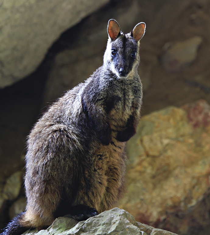 Brush-tailed rock wallaby posing in rocky terrain