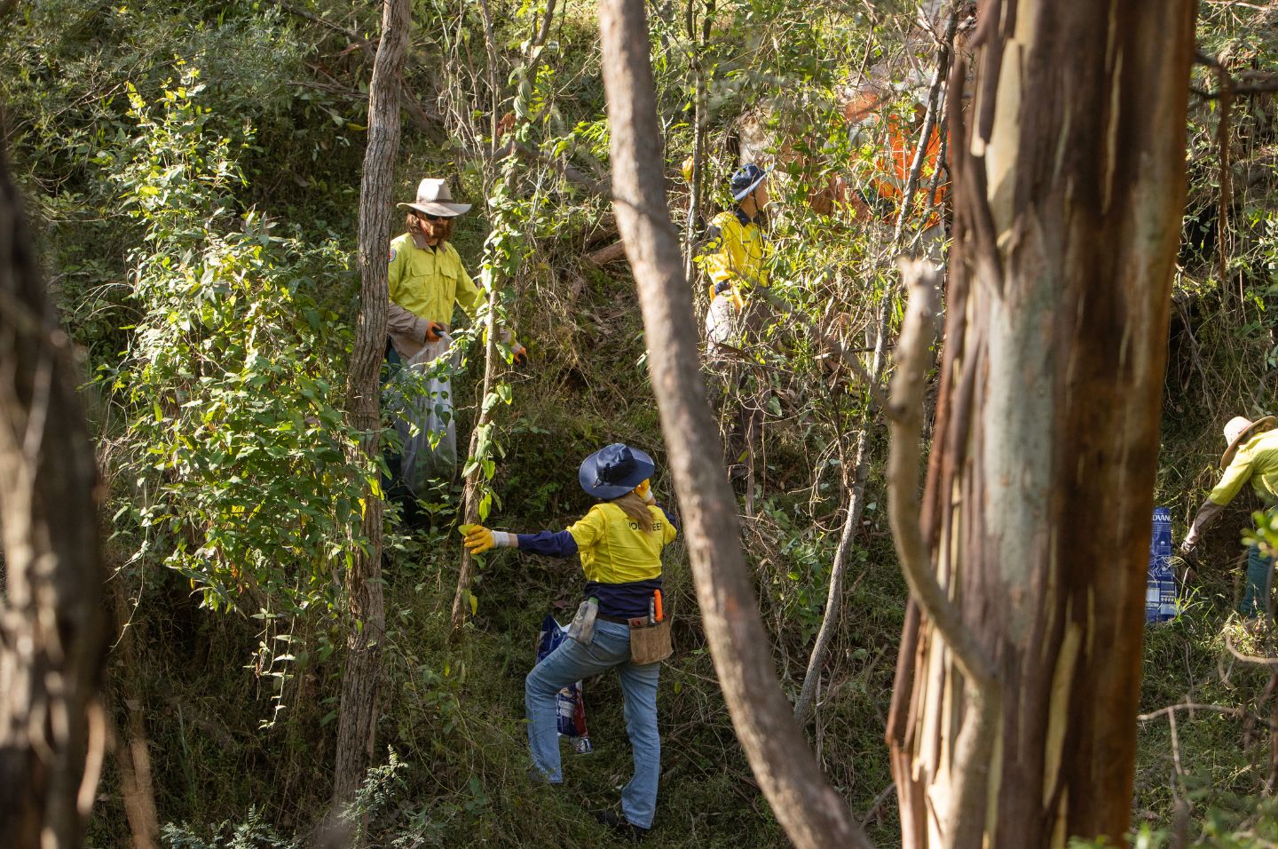 Volunteers are scattered around the bushland, wearing wide hats, protective gear and yellow shirts. The lush greenery of the trees envelops the image along with old and sturdy brown trees which are of various sizes and thicknesses across the image.