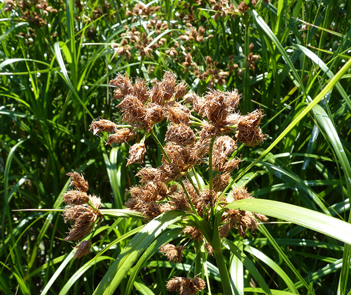 Club rush (Bulboschoenus) flowering in the Macquarie Marshes