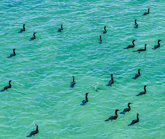 View through bush of cormorants on the water from The Haven-Alamein Track, Conjola National Park