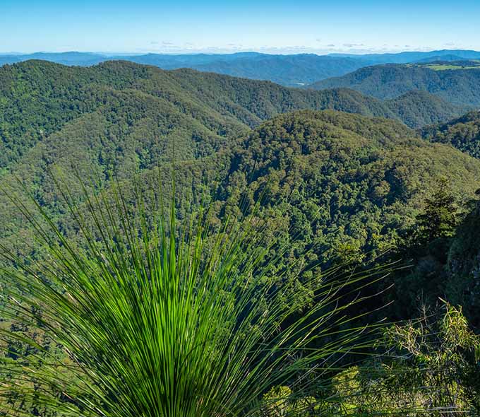 A green landscape with rolling hills and dense forest, viewed from behind green leaves in the foreground