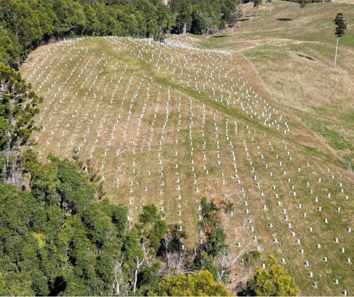 Aerial view of a bare, dry meadow with trees bordering one edge and rows of very tiny saplings in one fenced off section