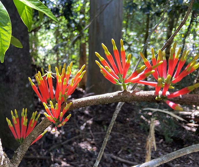 A close-up of rainforest mistletoe with bright red and yellow flowers growing on a tree branch in Dorrigo National Park, with lush green leaves and a dense forest background.