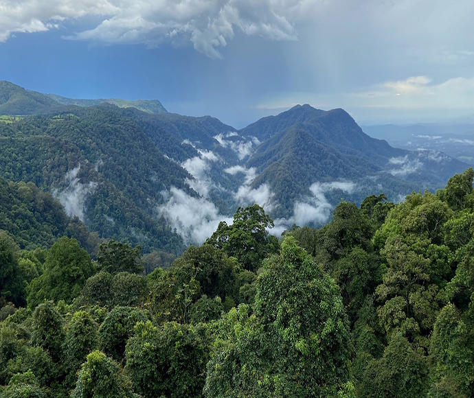 View over trees to mist in a forested valley