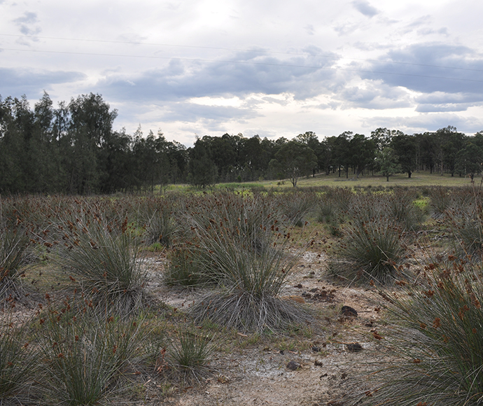 Dryland salinity north of Falbrook in the Hunter catchment