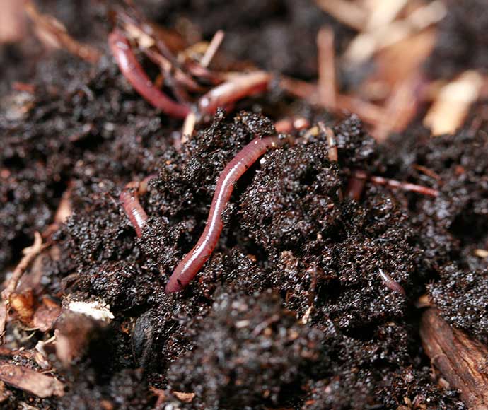 Earthworms are seen nestled in a clod of soil.