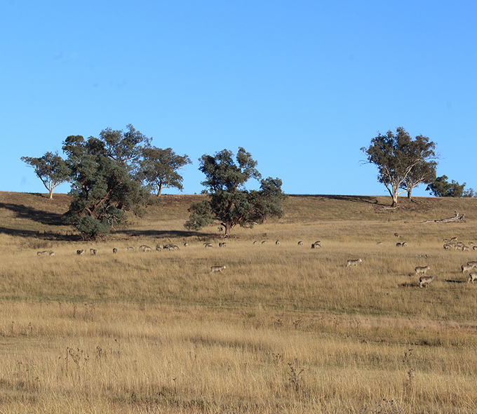 Sheep grazing on a grassy field in front of a hill with trees under a clear blue sky