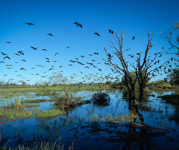 Fledged ibis (Threskiornis moluccus) on the wing over the bright blue sky at Gingham Wetlands