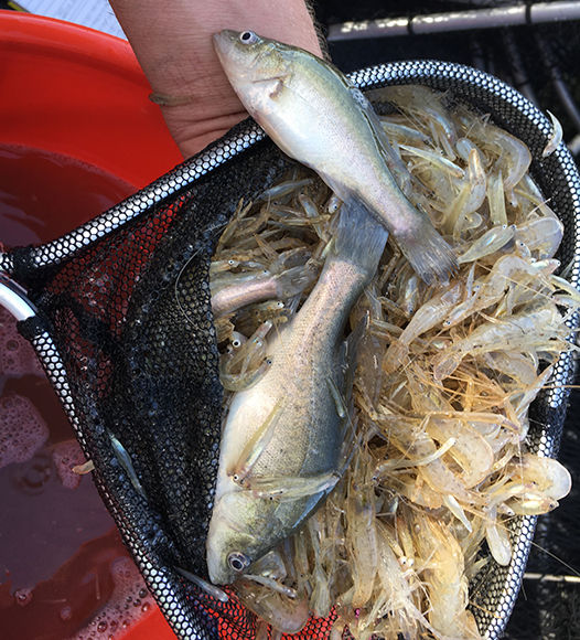 A net full of golden perch (Macquaria ambigua) and shrimp from Yanga Lake.