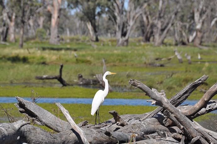 Egret (Ardea alba) resting on a log in the Redbank Wetlands