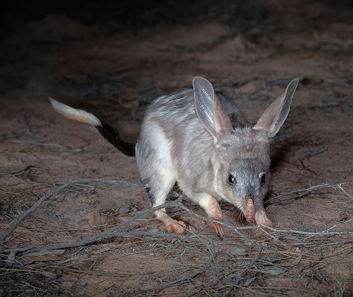 A greater bilby, a nocturnal marsupial with soft grey and white fur, large ears, and a long pointed snout, forages on the ground at night among dry twigs and sandy soil.