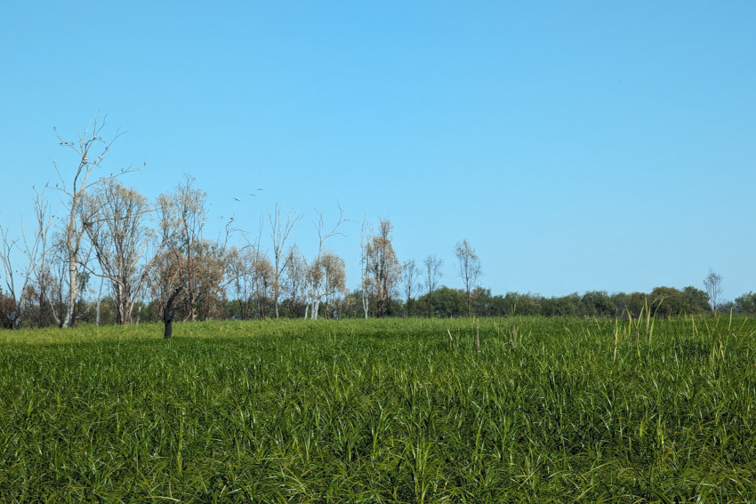 Bright green club-marsh rush in the foreground extending over the wetland area with a row of trees in the background with waterbirds on their branches and blue sky behind.