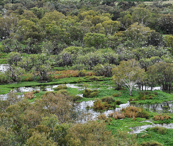 Wetland ecosystem with dense green vegetation, trees, shrubs, and patches of open water, highlighting the biodiversity and natural patterns of the environment.