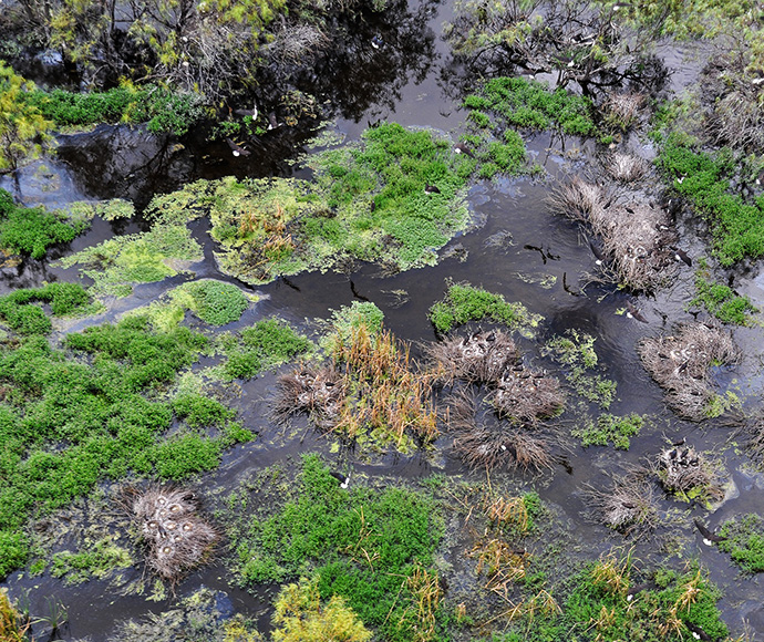 Close-up view of a wetland ecosystem with clusters of green plants and dark water patches, showcasing the biodiversity and natural patterns of the environment