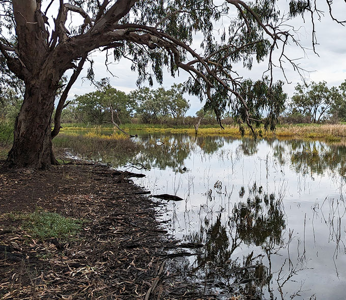 A serene landscape featuring a calm pond with clear reflections of trees and sky, bordered by lush greenery and a prominent tree with drooping branches on the left.