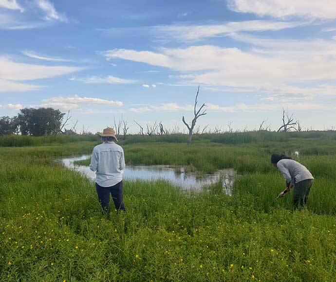 Two individuals field monitoring on Gingham watercourse wetlands lush green vegetation and scattered water bodies under a blue sky with white clouds. One person stands facing the water, while the other bends over, examining the ground.