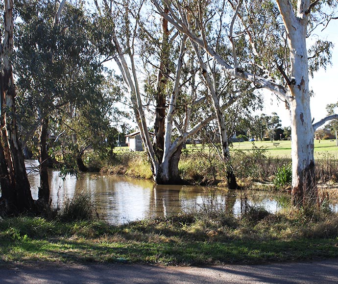 Hunter Floodplain Red Gum Woodland in the NSW North Coast and Sydney Basin Bioregions (Eucalyptus Camaldulensis)