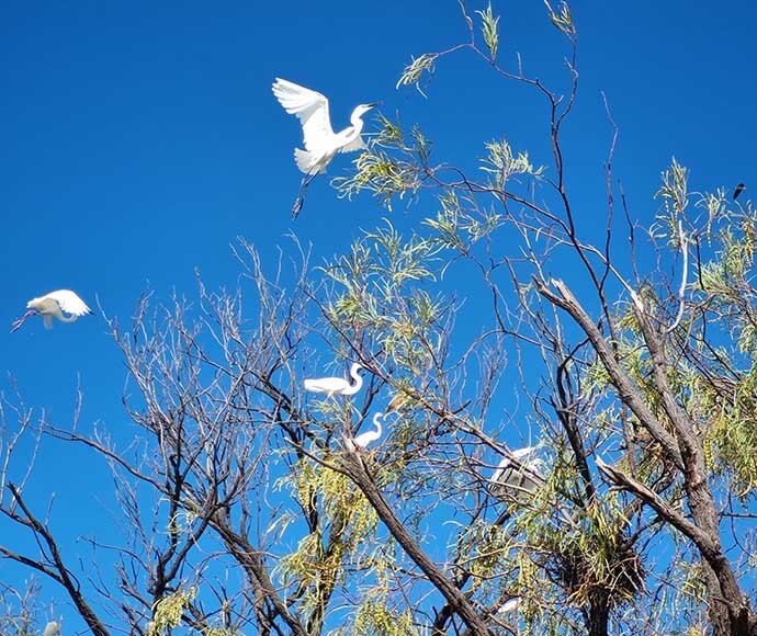 A vibrant image of an egret colony at South Arm, Narran Lake. Multiple egrets are perched on the branches of leafy trees against a clear blue sky. One egret is captured in mid-flight with its wings fully spread, while another is seen taking off from a branch. The trees appear to be sparsely leaved, allowing a clear view of the white birds and their interactions within the colony.