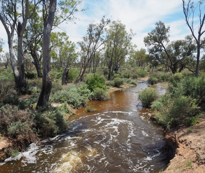 A view of the Lachlan River in Kalyarr National Park