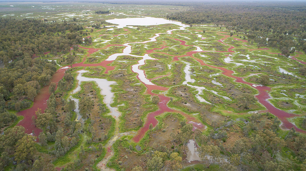 Aerial view of Blimebung Swamp, part of the Great Cumbung Swamp, showing a network of waterways and lush greenery after inundation. The water appears in various shades from dark blue to light blue, contrasting with vibrant green vegetation and reddish pathways winding through the landscape.