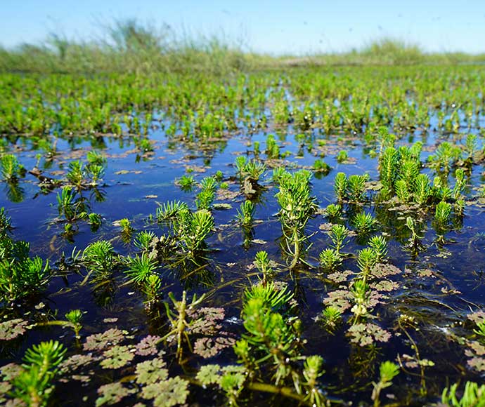 Vegetation Booligal Wetlands