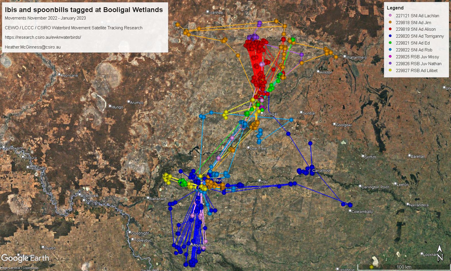 Satellite map showing the movements of ibis and spoonbills tagged at Booligal Wetlands from November 2020 to January 2021. Various colored lines and dots represent different birds, each identified by a unique number. The map includes a legend in the top right corner and is marked with ‘Google Earth’ at the bottom.