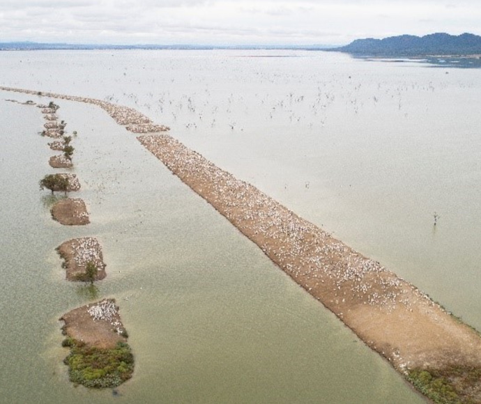 Aerial view of a narrow causeway extending into a large body of water with numerous birds gathered on small patches of land and along the causeway, set against a backdrop of distant mountains and overcast sky.