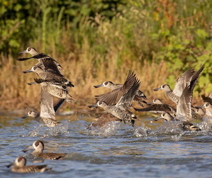 A flock of ducks taking flight from a body of water with dense vegetation in the background.