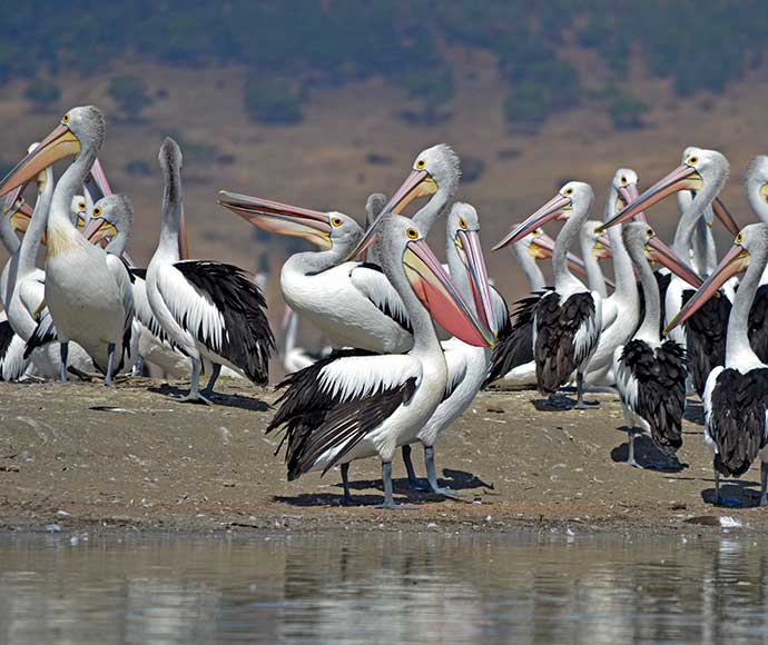 A colony of pelicans at Lake Brewster NSW, on an earthen bank with water in the foreground.