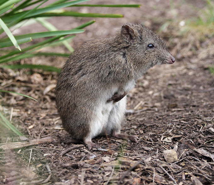 Small mouse-like mammal standing on hind legs looking anxiously to right