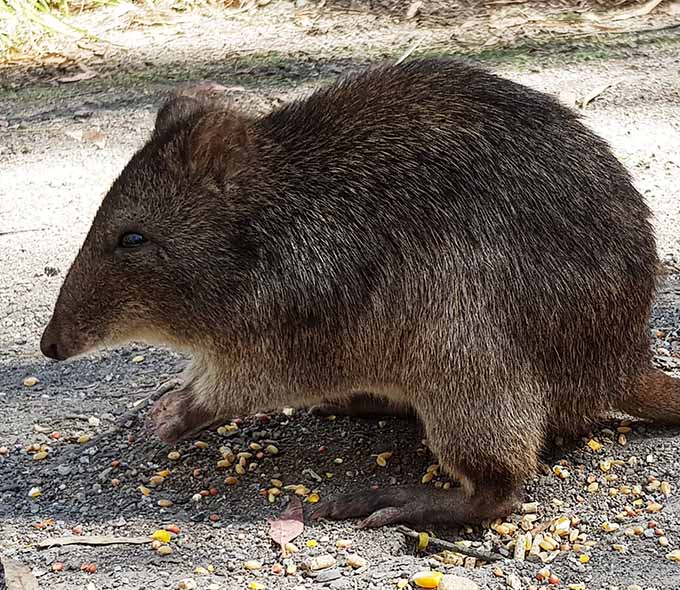 Medium sized mammal with long nose looking left