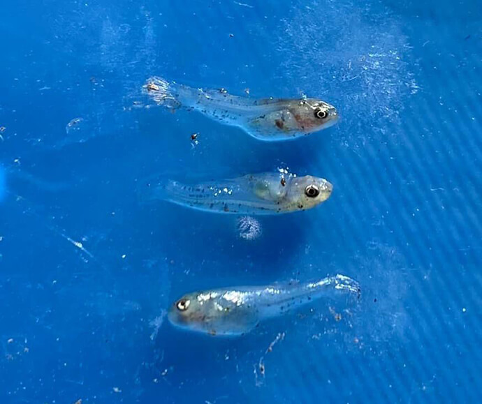 Three native larval fish swimming in clear blue water. The fish are small and translucent, with visible internal structures, floating in a body of clear blue water.