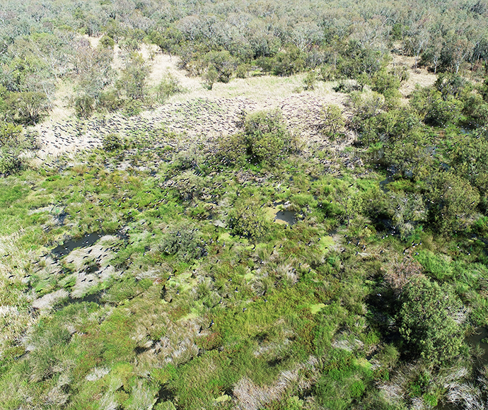 Aerial view of a landscape with patches of greenery, bare ground, and rocks, featuring uneven terrain with small depressions or water collection points.