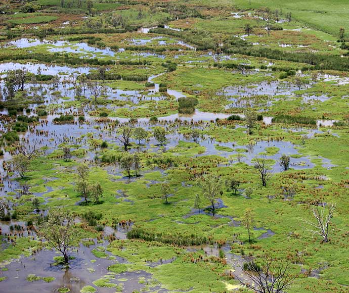 A wetland ecosystem with scattered pools of water, various green vegetation, and numerous trees, showcasing the biodiversity and natural beauty of the area.