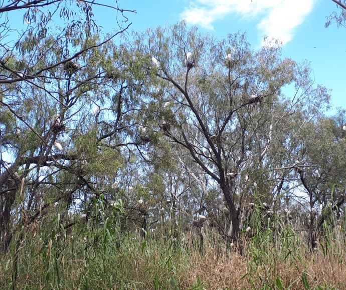 Three egrets spotted in a tree at T-Block Point in the Macquarie Marshes.