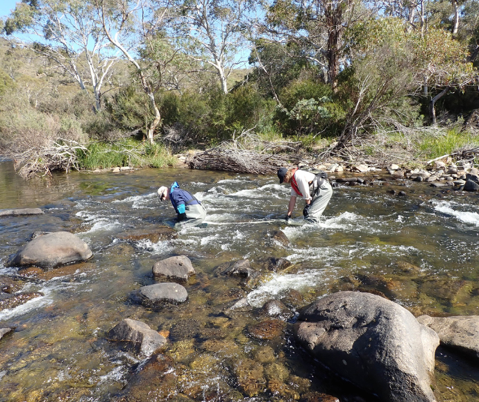 Two individuals, stomach waist high in a stream of water.