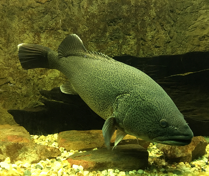 Murray cod (Maccullochella peelii) are a top order predator in the food web.