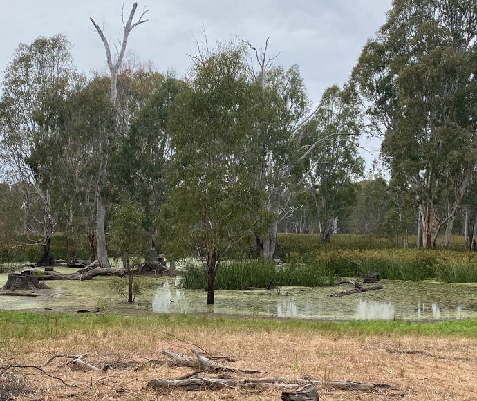 Boomanoomana Swamp with trees, grasses and rushes growing out in patches, and forested wetland in the background.