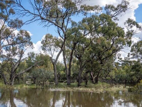 Trees on the bank and reflected in the water of Tuppal Creek