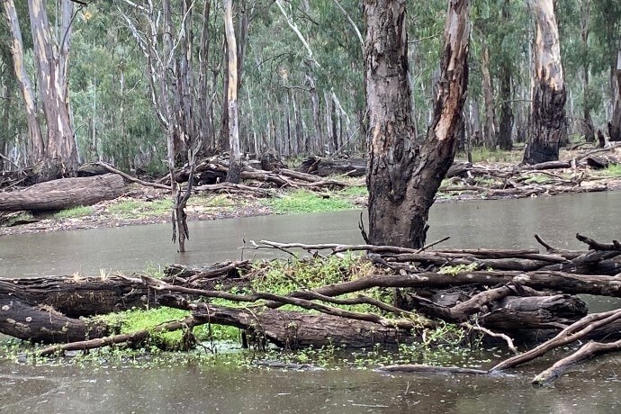 A serene wetland scene with eucalyptus trees partially submerged in water. Fallen branches and logs are scattered across the water, some hosting green vegetation, showcasing a natural aquatic ecosystem.