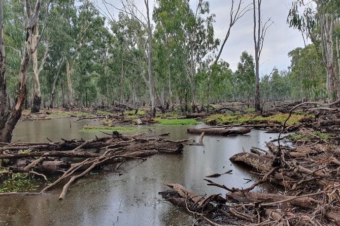 A natural wetland scene with eucalyptus trees partially submerged in still water. Fallen branches and logs are scattered across the water, some with green vegetation, under an overcast sky