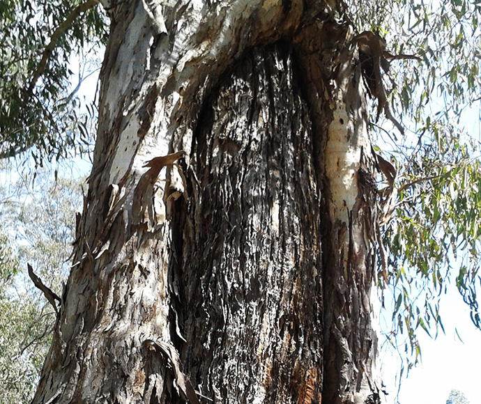 Closeup of a scarred tree with bark removed