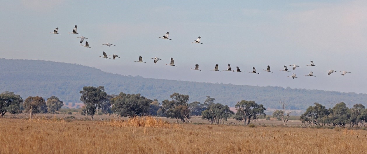 A view of 25 brolgas flying in a line one after the other above brown grassy reeds in Tuckerbil Swamp with a row of green trees and blue-green mountains behind and a pale blue sky with some white cloud.