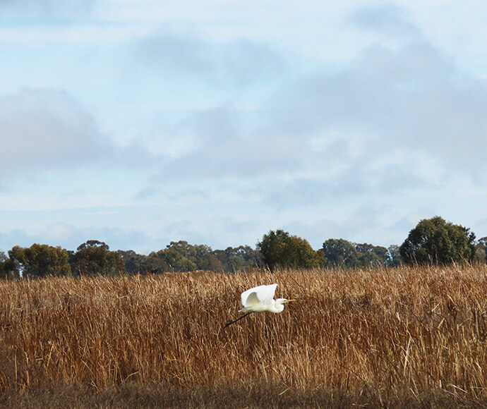 A white bird glides gracefully over a field of tall, golden-brown grasses under a partly cloudy sky with blue patches visible.