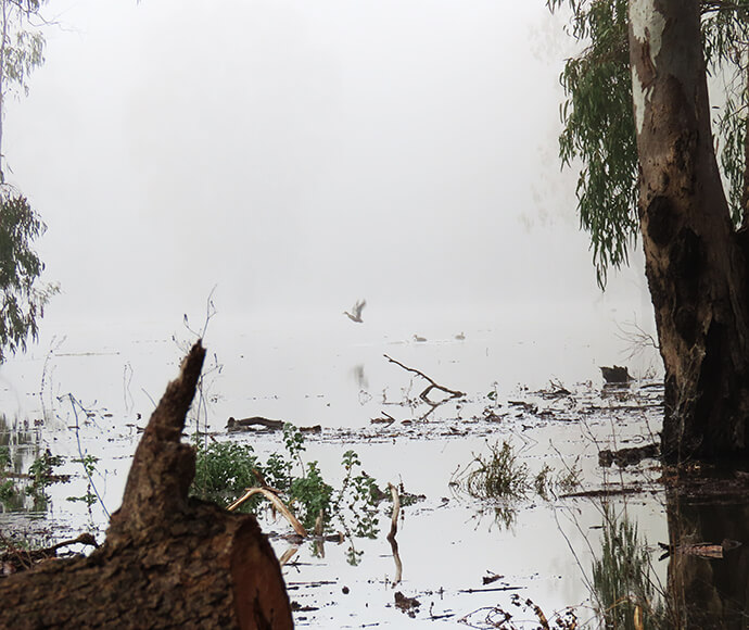 A tranquil scene of a flooded landscape with murky waters, featuring a large tree on the right and a fallen tree trunk in the foreground. Mist or fog obscures the background, creating a serene yet somber atmosphere. A single bird is visible mid-flight over the water, adding a sense of life to the stillness.